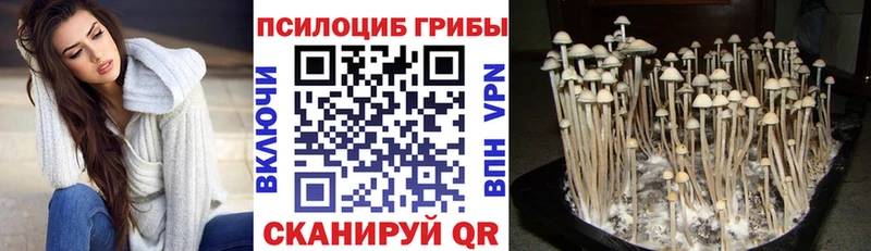наркота  Кедровый  KRAKEN ССЫЛКА  Галлюциногенные грибы Psilocybine cubensis 